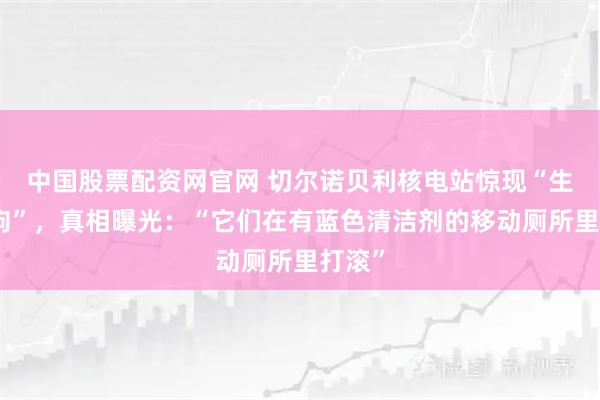 中国股票配资网官网 切尔诺贝利核电站惊现“生化蓝狗”，真相曝光：“它们在有蓝色清洁剂的移动厕所里打滚”