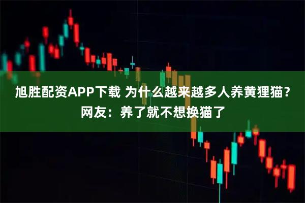 旭胜配资APP下载 为什么越来越多人养黄狸猫？网友：养了就不想换猫了